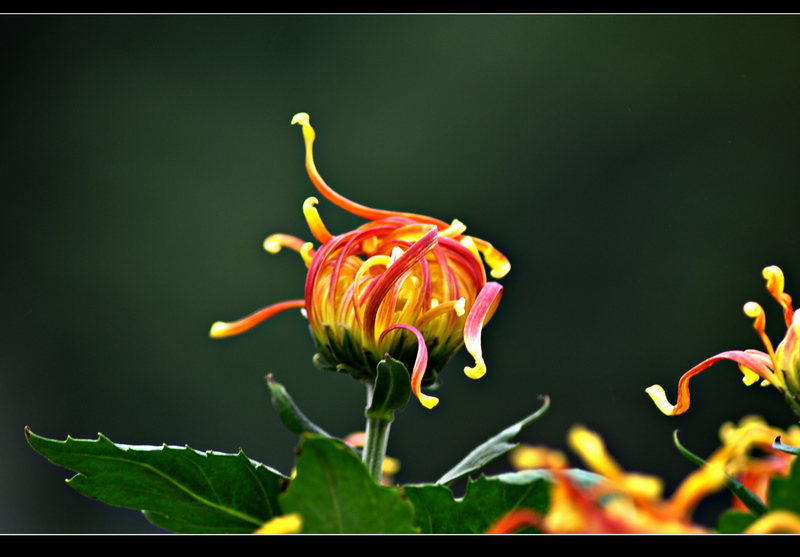 菊花 摄影 白鹿泉边