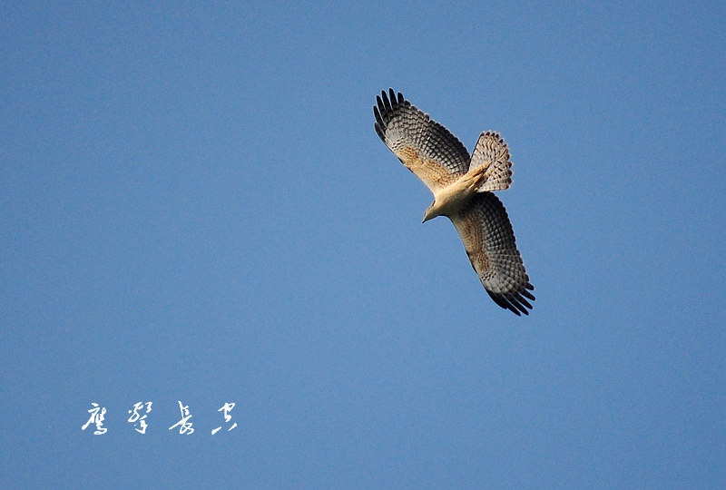 鹰击长空 摄影 老砚