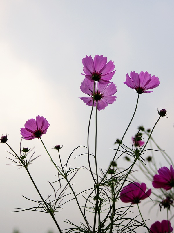 波斯菊 摄影 心有芊芊