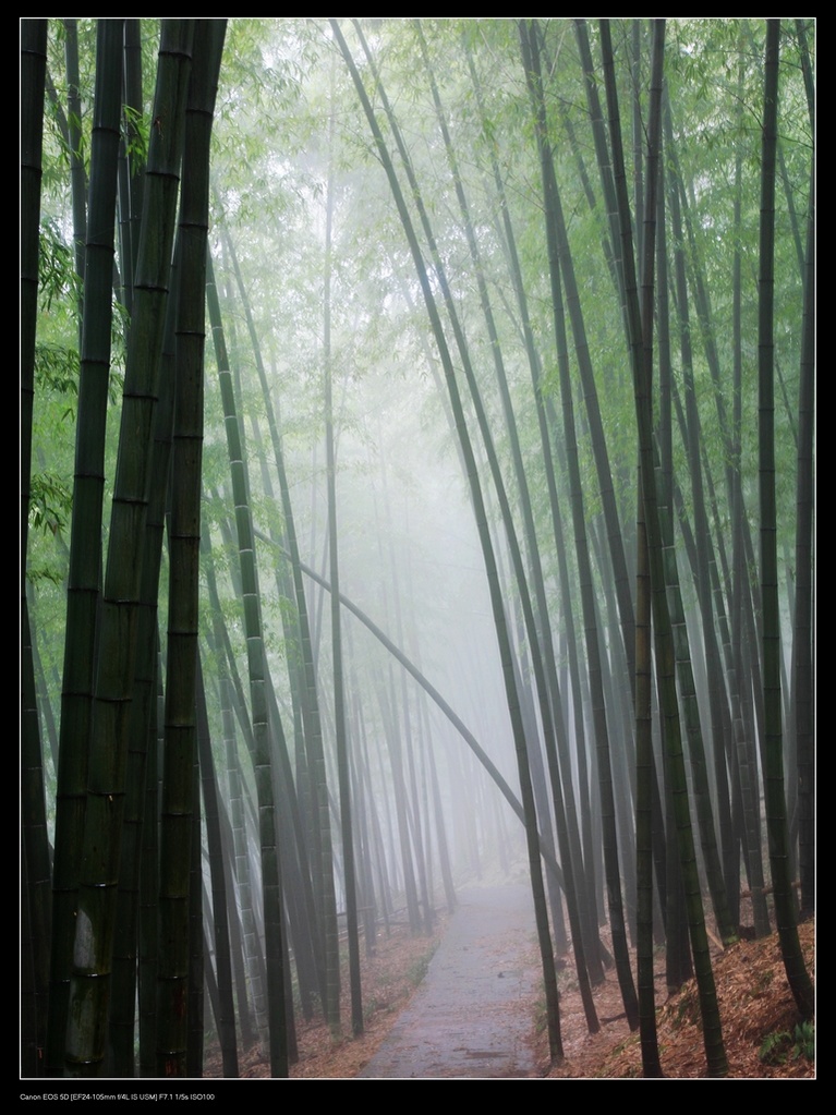 幽 摄影 壹杯清茶