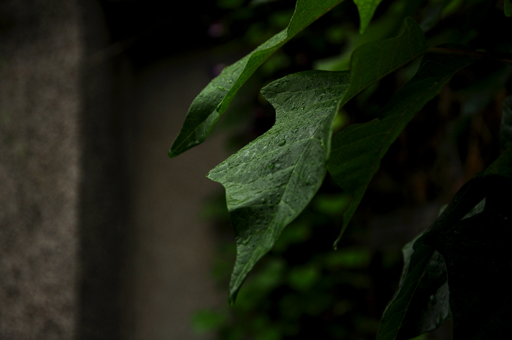 秋雨二 摄影 pjm勾践之剑