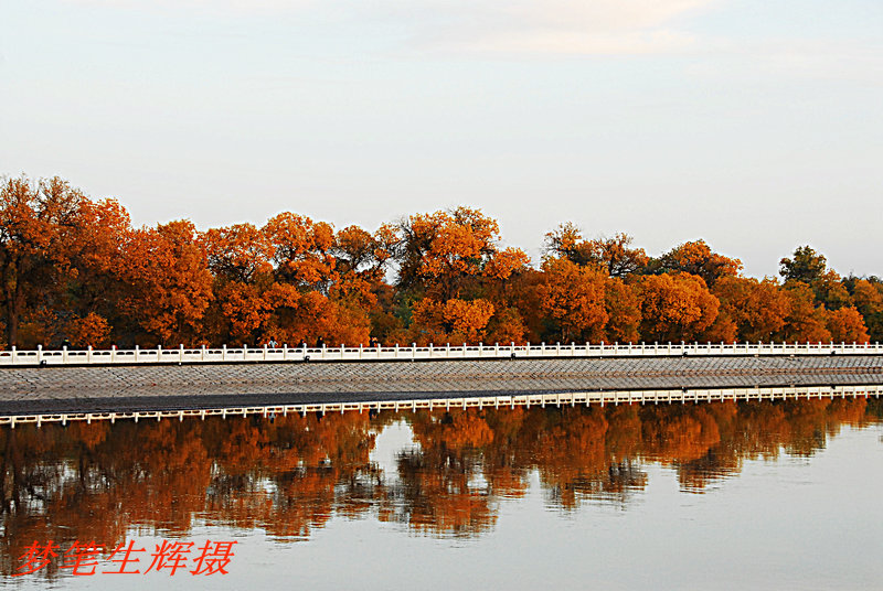 胡杨 摄影 梦笔生辉