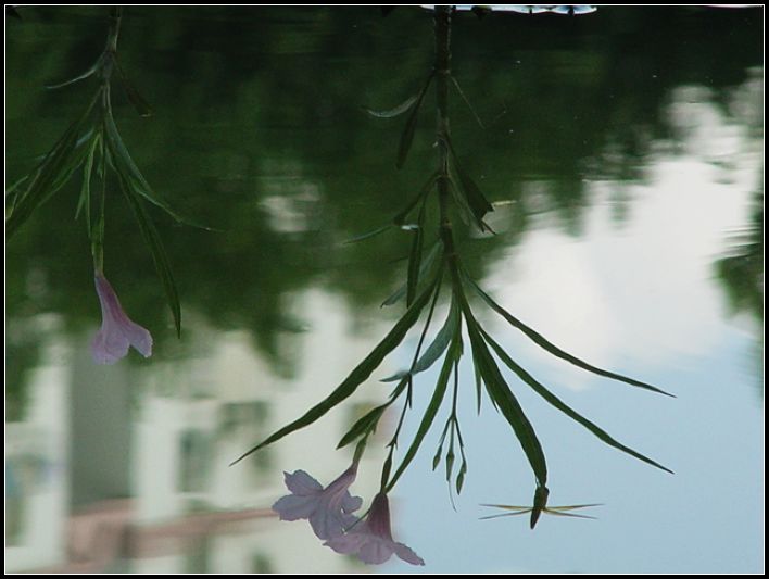 水蜓花 摄影 红棉