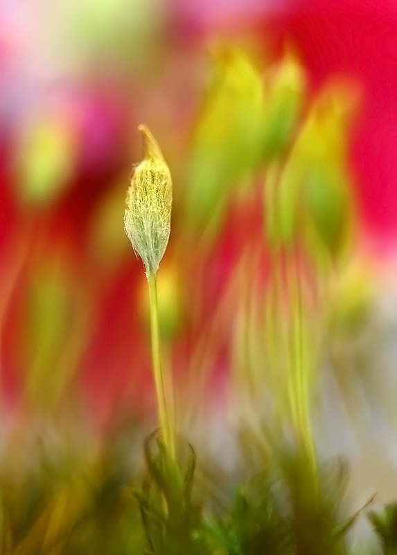 苔癣印象 摄影 liangdawei