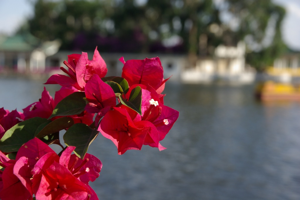 花与景 摄影 行形色摄