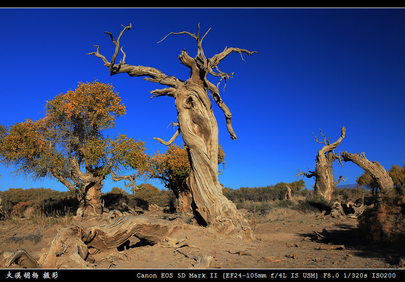 Canon EF 24-105mm f/4L IS USM 摄影 wylyh