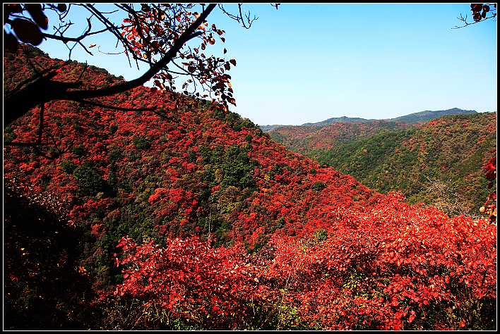 万山红遍 摄影 叶青春