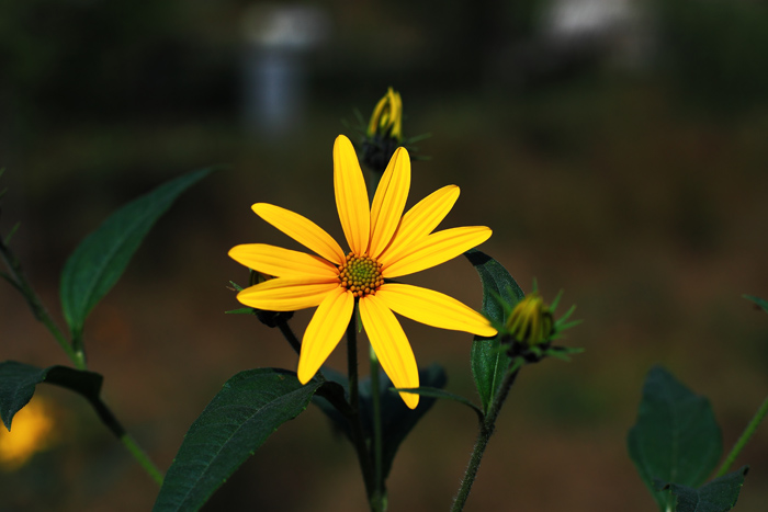 小花 摄影 风光无限处