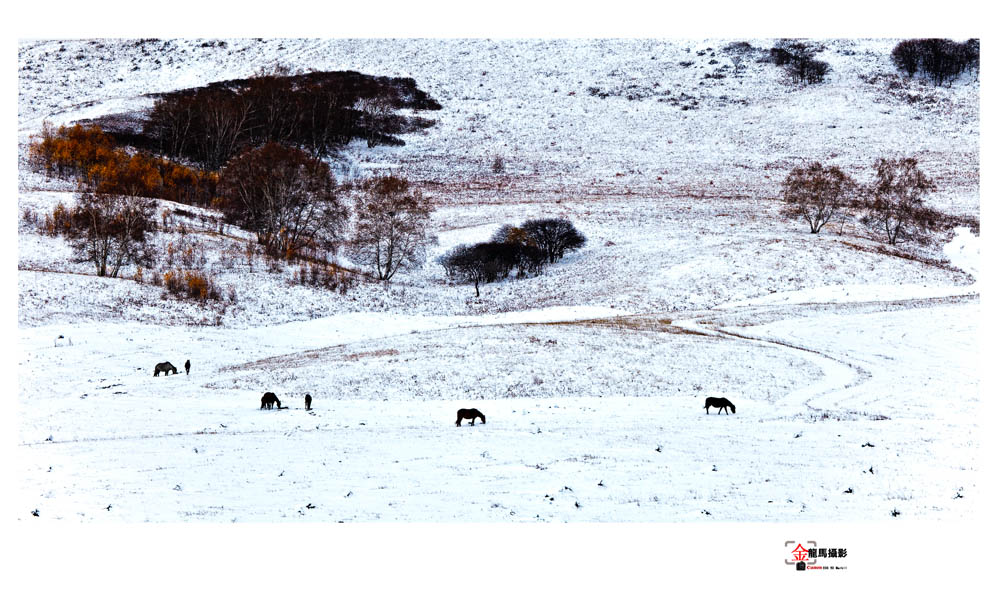 2010雪天塞罕坝 摄影 金龙马