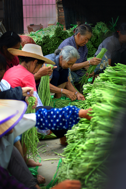 收获豆角的季节 摄影 忍无可忍