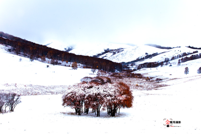 雪天塞罕坝 摄影 金龙马