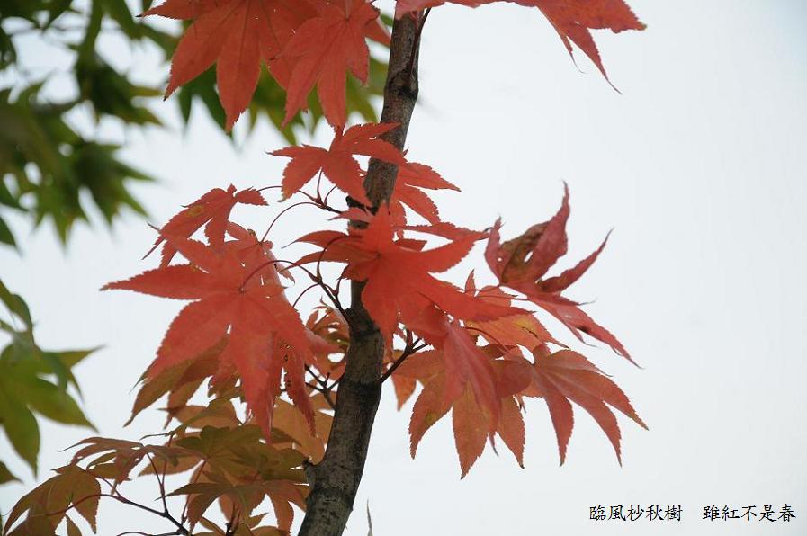 醉中對紅葉／白居易 摄影 萬里香