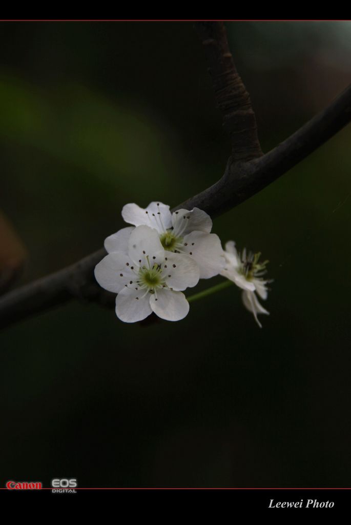 小花 摄影 龙游江湖