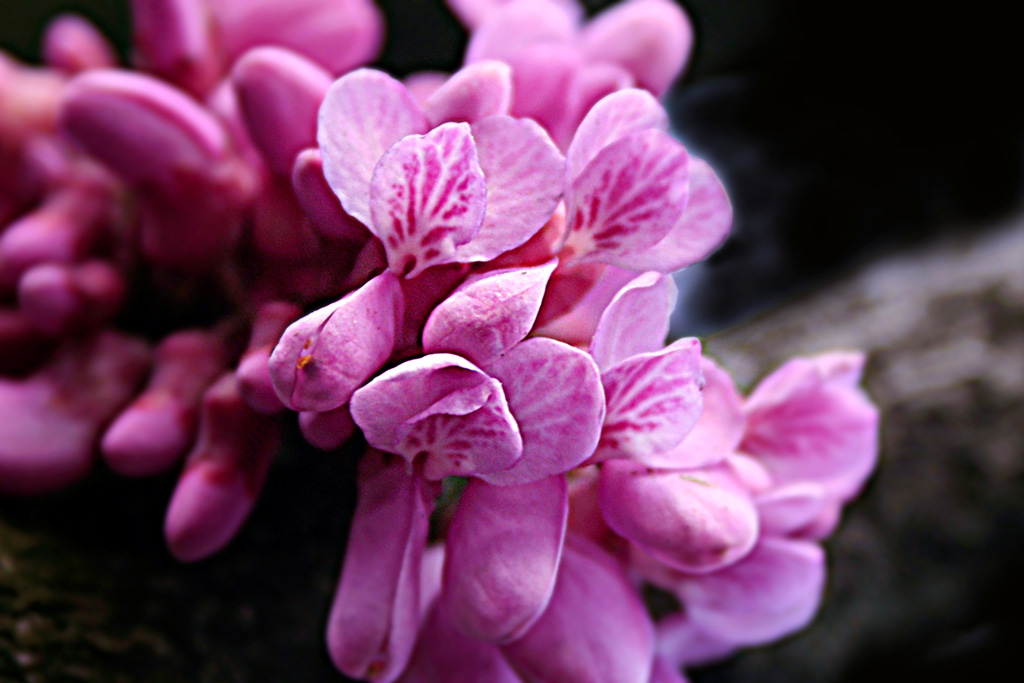 《紫薇花开》 摄影 tulufangg