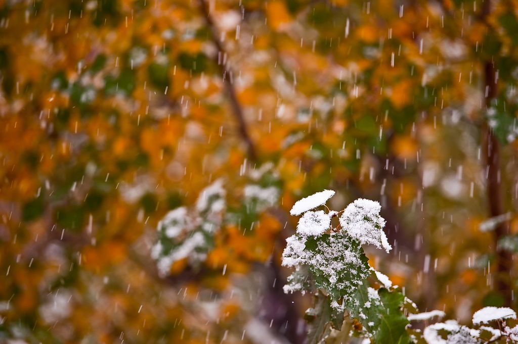 下雪啦 摄影 森林行