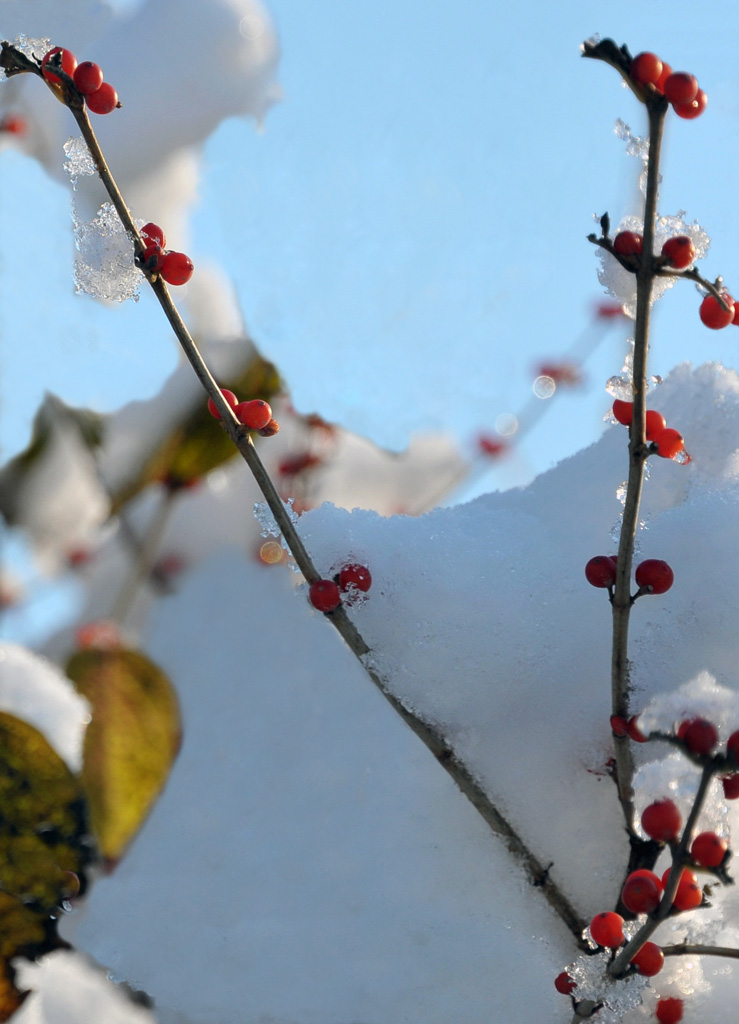 雪里红 摄影 海的情怀