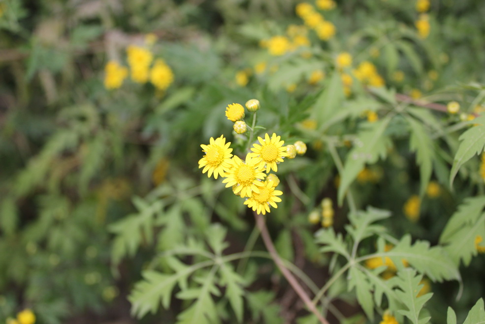 野菊花 摄影 在彩虹上跑