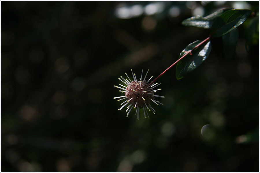 绽放的小花球 摄影 青花鱼