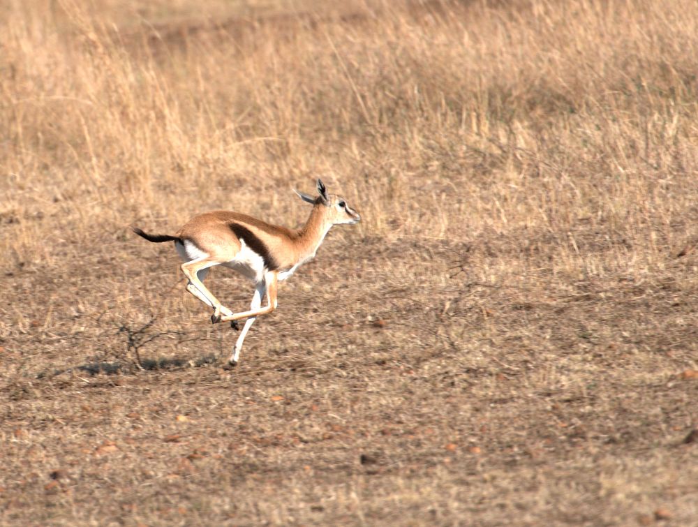 肯尼亚--斑羚羊 摄影 无欲则刚
