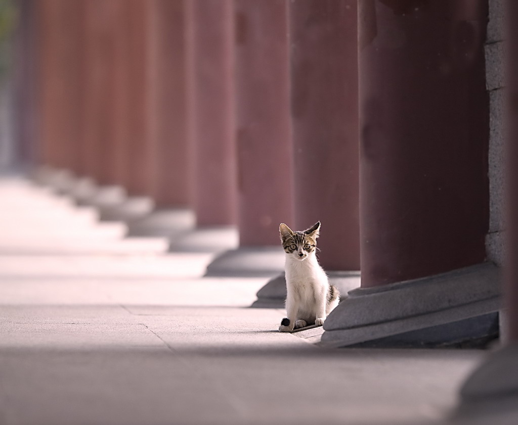 禅寺的猫 摄影 陆奇