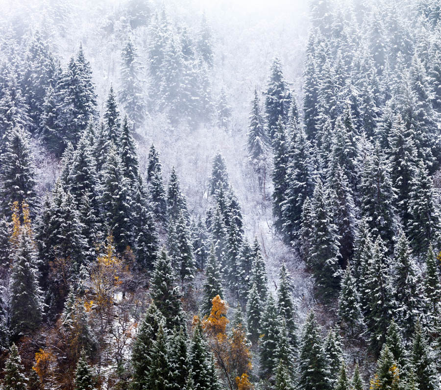 雪 松 摄影 长弓雪原