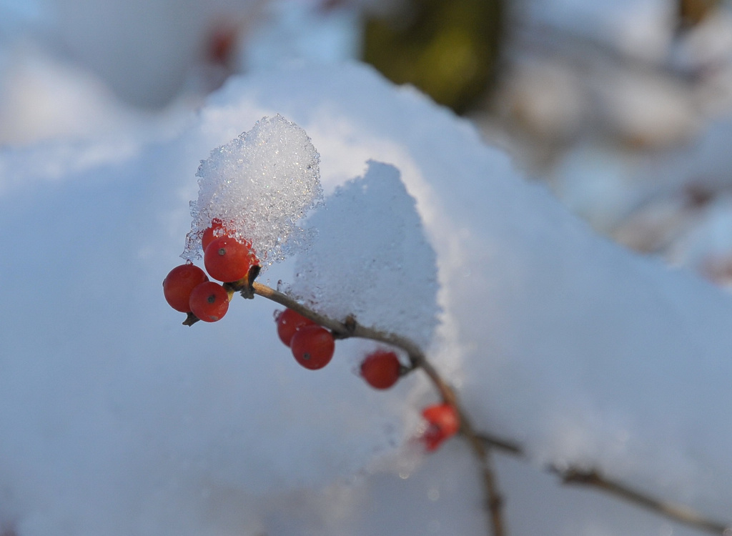 雪吻 摄影 海的情怀