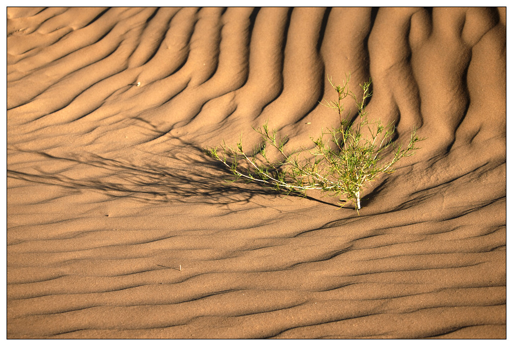 沙漠---绿色 摄影 老英