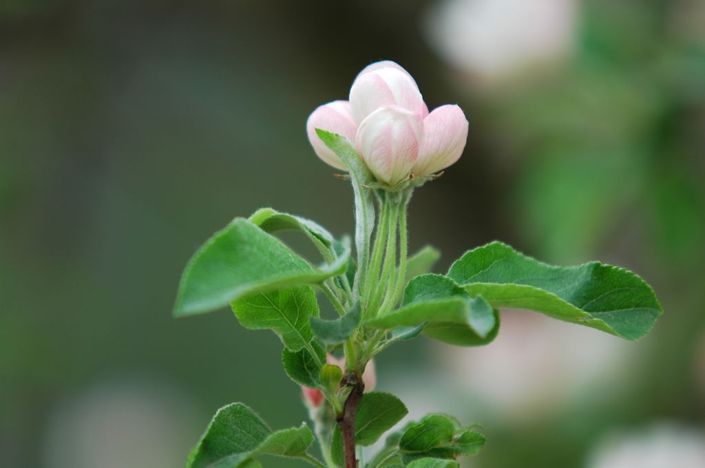 花可餐 摄影 丁路人