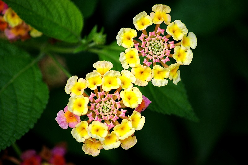 ~花~ 摄影 汝忆否