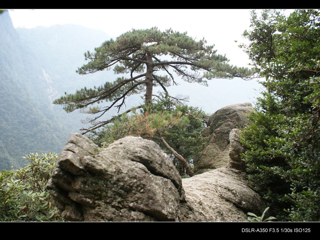 明月山上的松树 摄影 ssw