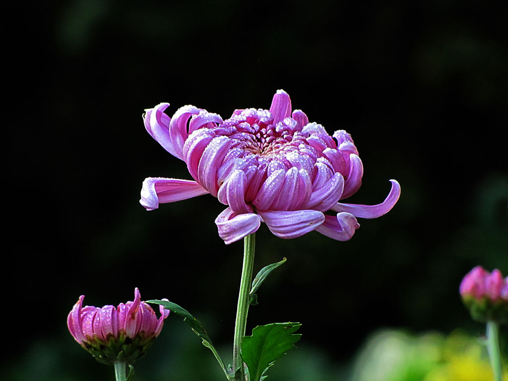 菊花 摄影 成林