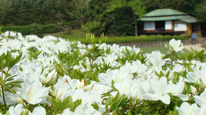 2008年的几朵花 摄影 日出未来