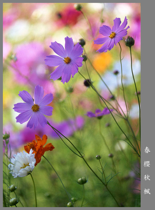 重逢秋菊 摄影 春樱秋枫