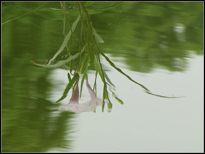 影 摄影 红棉