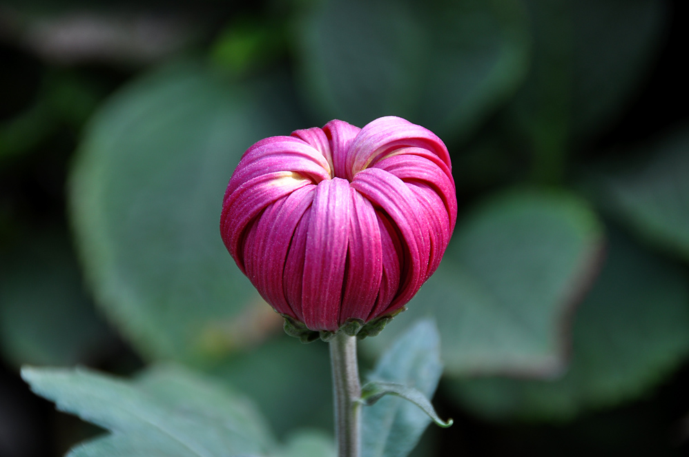 秋菊 摄影 小街