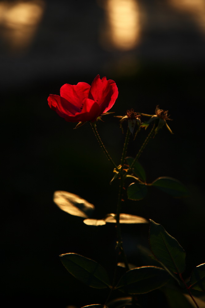 朝花夕拾 摄影 读123者