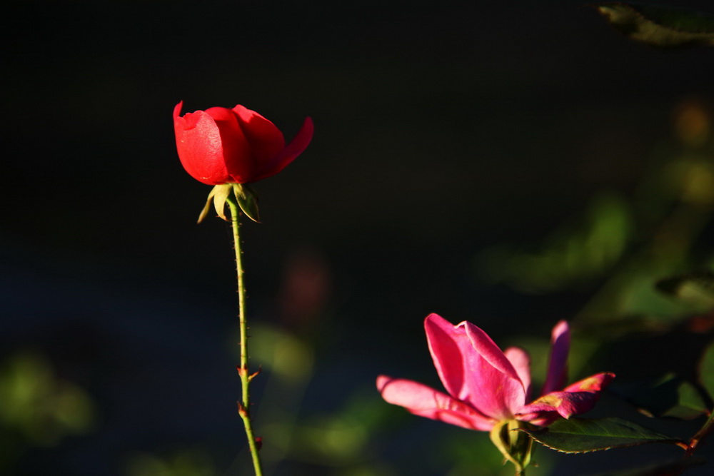 朝花夕拾 摄影 读123者