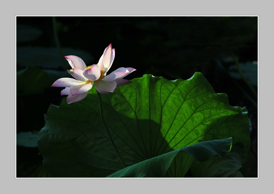 《 孤芳 》 摄影 兰若