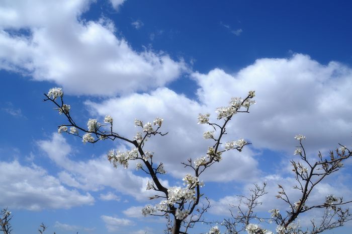 梨花 摄影 寿水朝阳