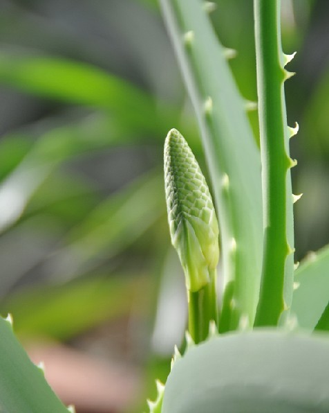 芦荟花果 摄影 七小