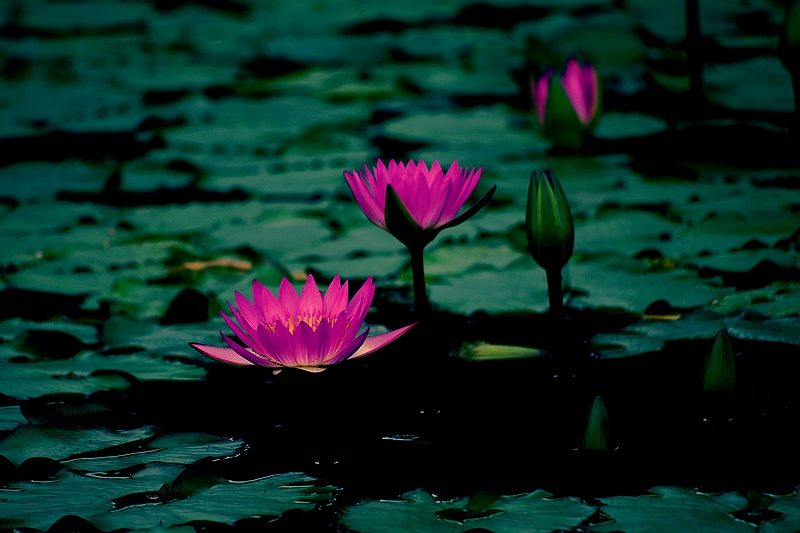 莲花(2010)二十一 摄影 心有芊芊