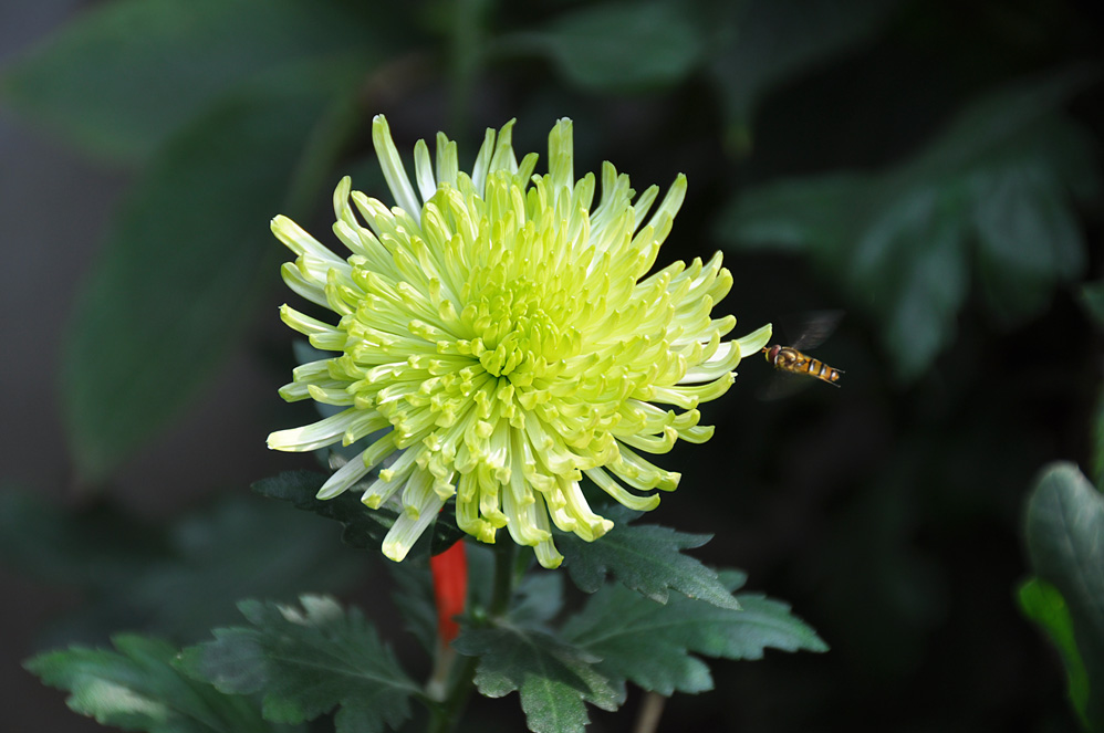 秋菊 摄影 小街