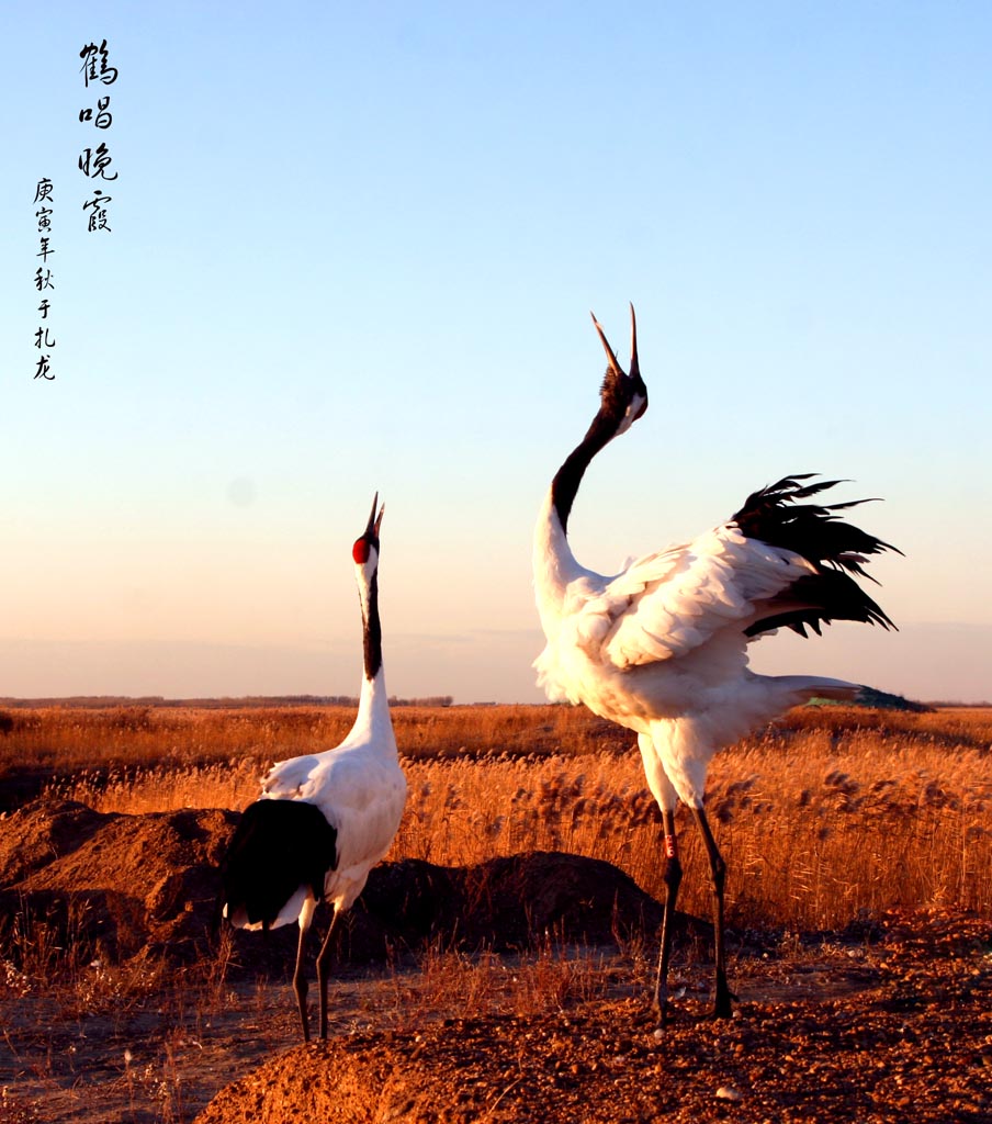 鹤 摄影 空军老兵