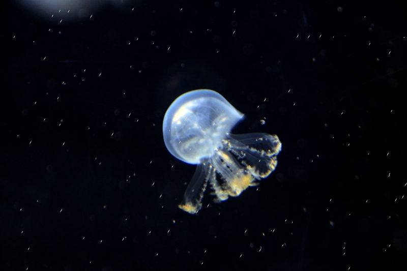 水族摄影 摄影 路上路