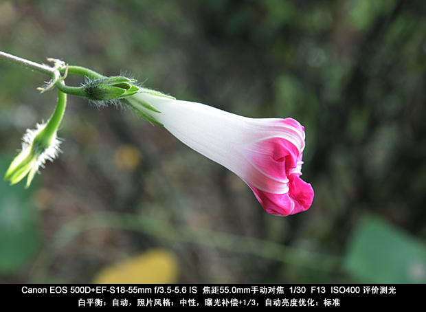 牵牛花 摄影 嫁衣裁缝