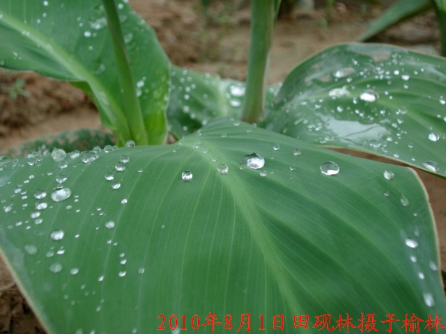 雨点 摄影 田砚林