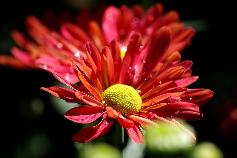 菊花（3) 摄影 心有芊芊