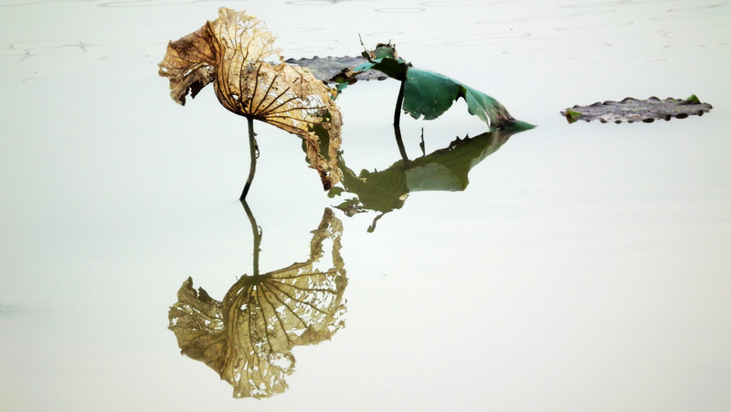 留得残荷听雨声 摄影 熙明