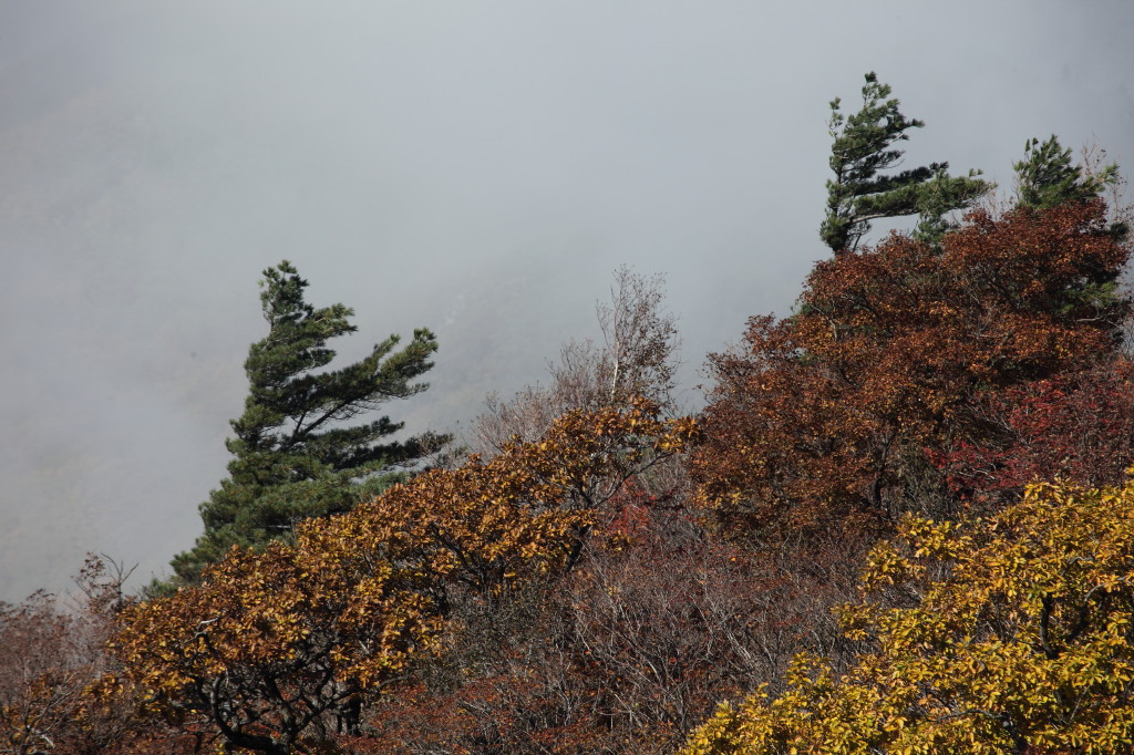 两面绿旗 摄影 无限江山