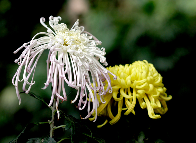 秋菊4 摄影 六角兽